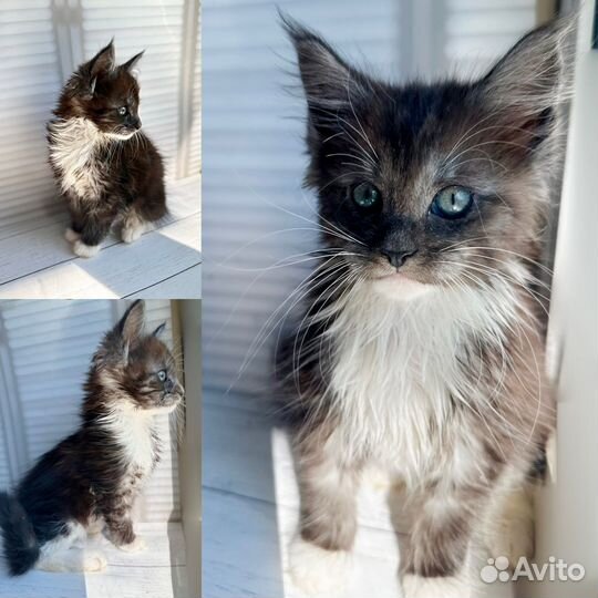Котята мейн-кун