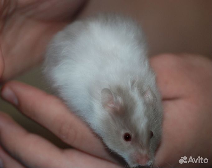 Ангорские длинношерстные сатиновые хомячки