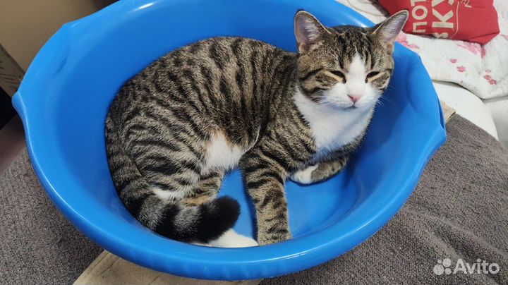 Продам котенка 6 месяцев помесь смесь шотландца и