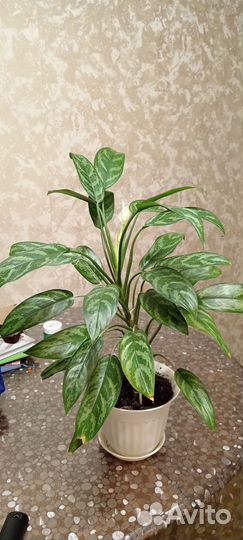 Аглаонема Мария