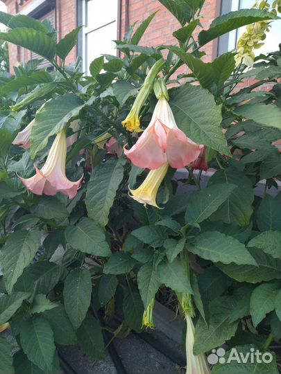 Отдам бругмансию