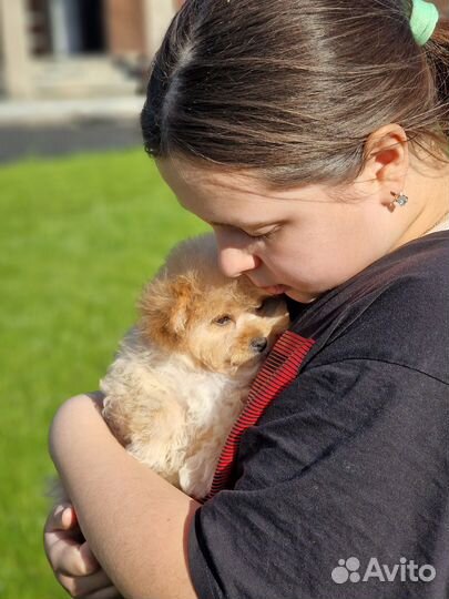 Мини девочка Мальтипу