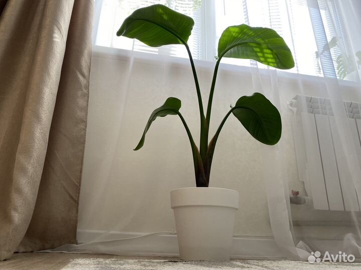 Стрелиция николая