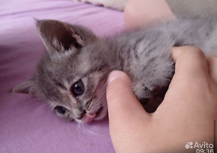 Котята