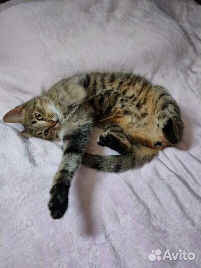 Кошка ласковая