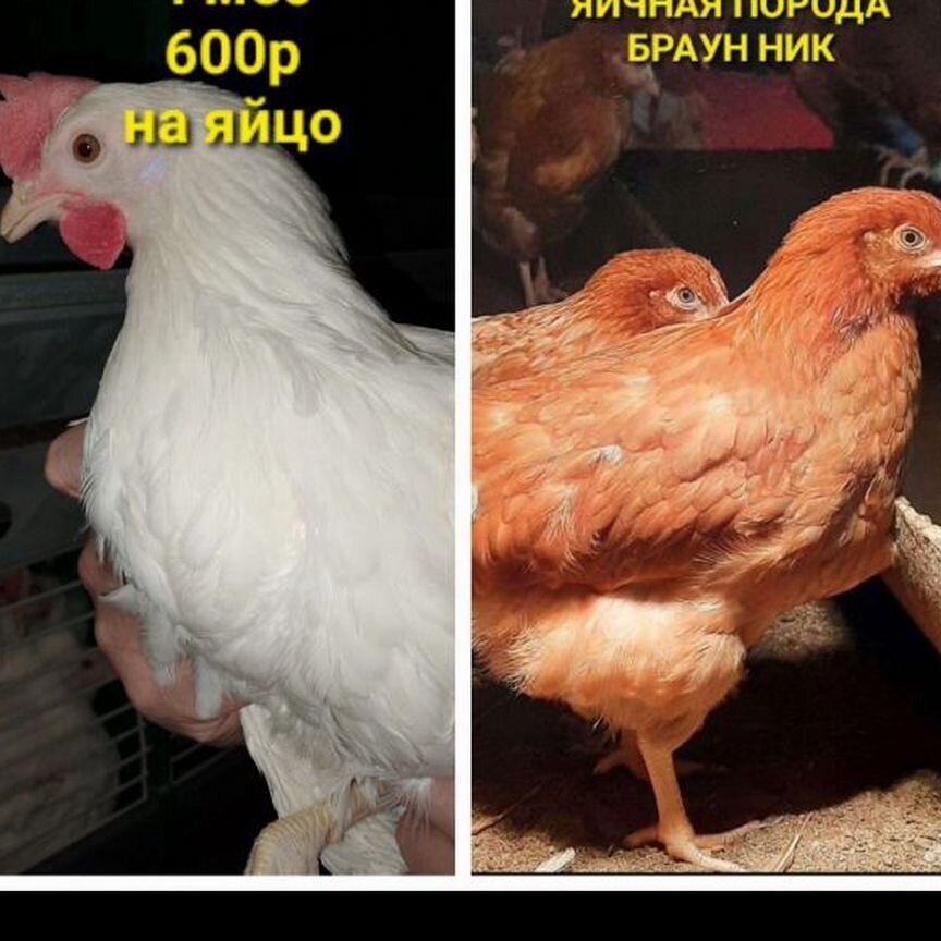 Куры молодки