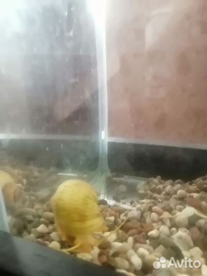 Аквариум с грунтом, растениями, рыбками и улитками