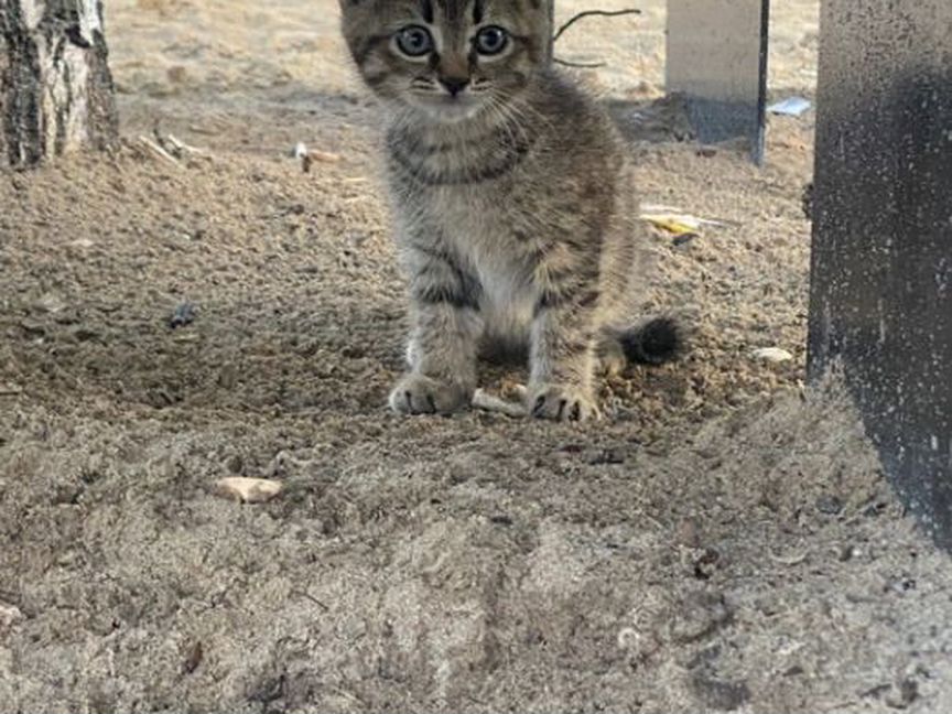 Серый котенок с красивыми глазками 1 месяц