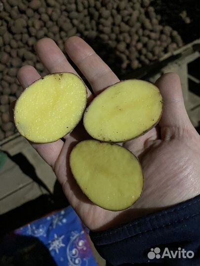 Продам картофель оптом