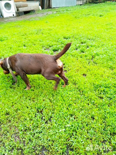 Вязка ягдтерьера