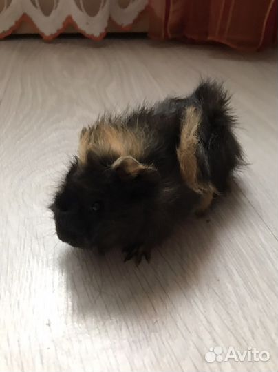 Морская свинка розетка