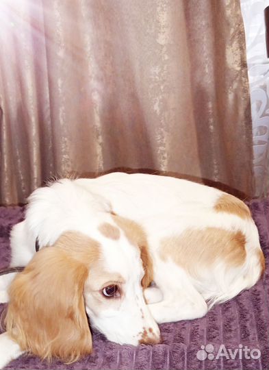 Кокер спаниель