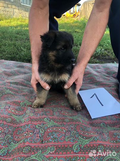 Щенки немецкой овчарки длинношерстной