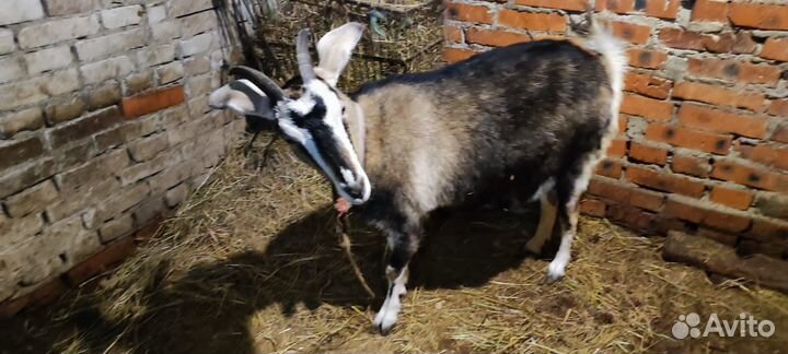 Козочка молодая дойная (крытая)