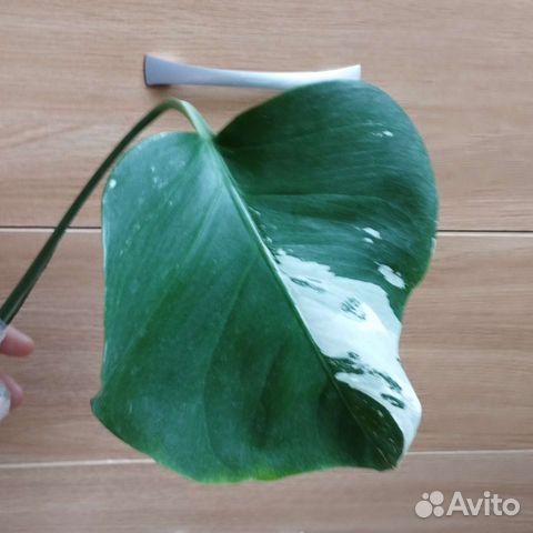 Монстера Альба вариегатная