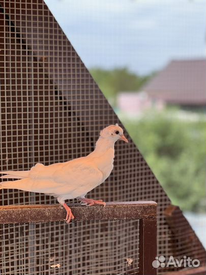 Бакинские бойные голуби