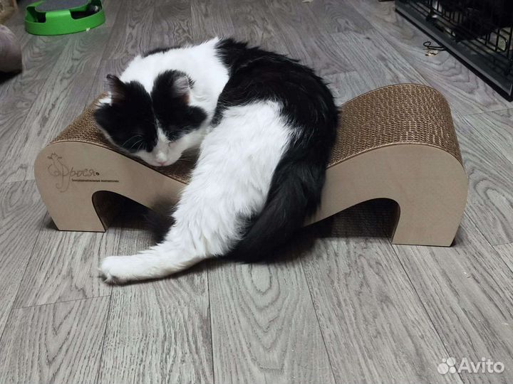 Кот в добрые руки