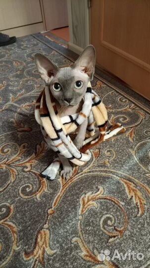 Канадский сфинкс котенок