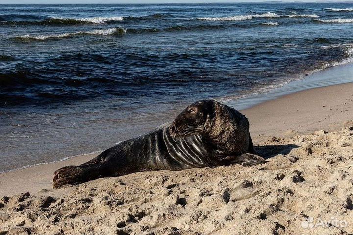 Экскурсии.Гид.Куршская коса.Калининград