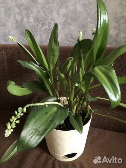 Дримиопсис