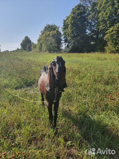 Англо нубийский козел