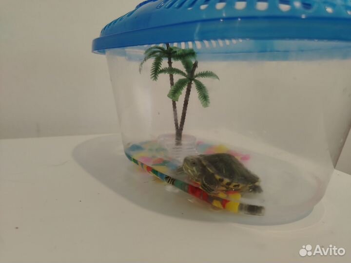 Красноухая черепаха с аквариумом