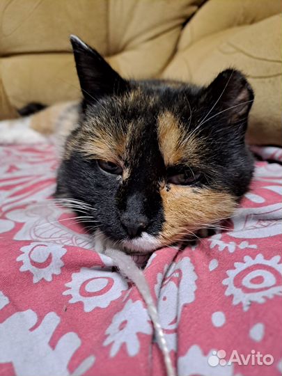 Кошка