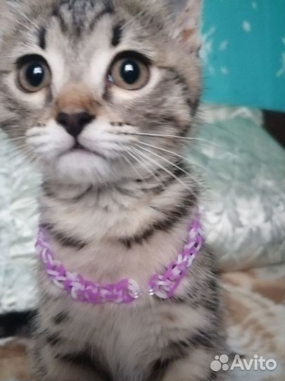 Отдам котёнка