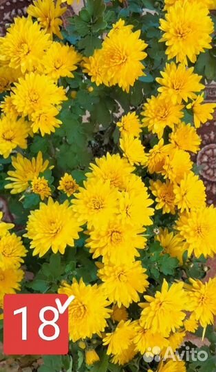 Черенки хризантемы мультифлора и корейские