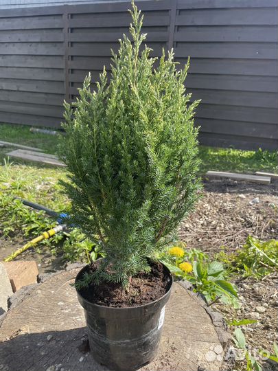 Можжевельник китайский Стрикта Juniperus Stricta