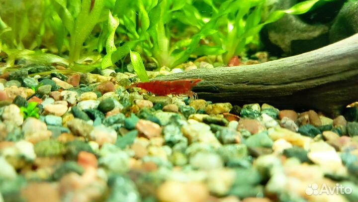 Аквариумные креветки
