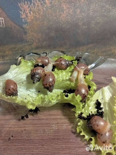 Улитята Ахатины (Улитки )