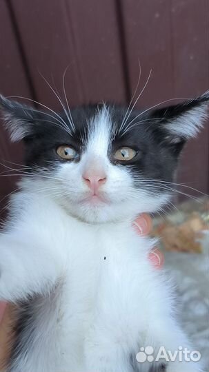 Котенок кот