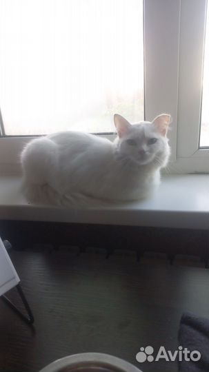 Белоснежка в добрые руки