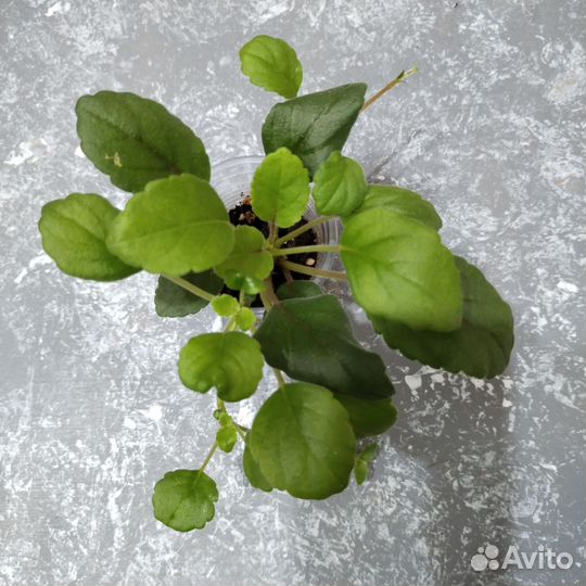 Диффенбахия камилла и альсобия