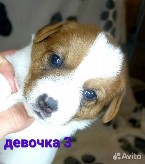 Щенки джек Рассел терьер