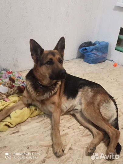 Немецкая овчарка вязка кабель