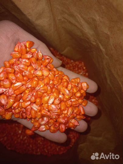 Семена Канадской кукурузы