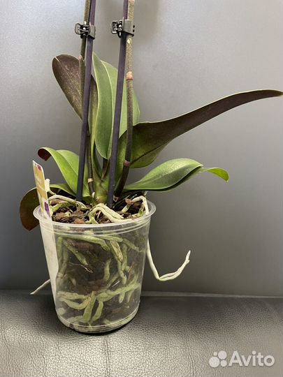 Орхидея фаленопсис Pandora