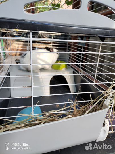 Декоративный кролик Джонник бесплатно