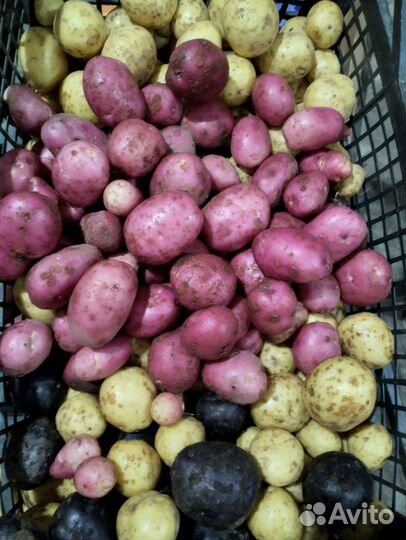 Картофель мелкий