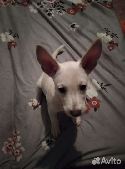 Собака в добрые руки отдам бесплатно