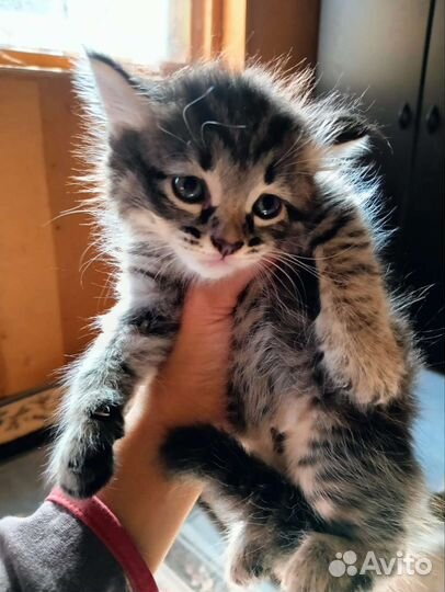 Котенок мальчик