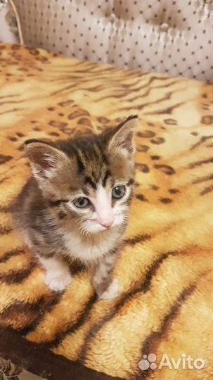 Кошка в дар бесплатно