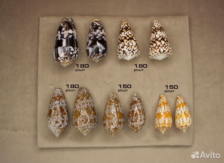 Морские ракушки Конусы 150-180р/шт