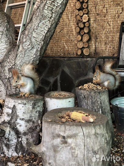 Алтайская белка и бельчата