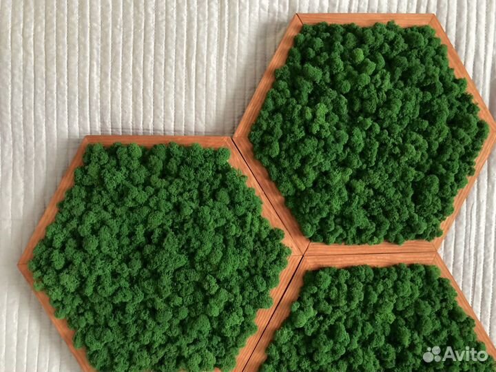 Рамки соты со стабилизированным мхом