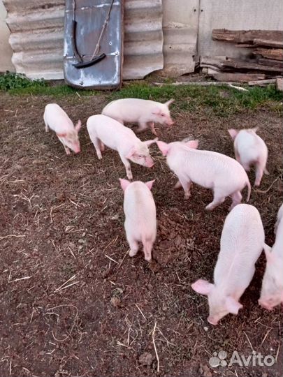 Поросенок ландрас