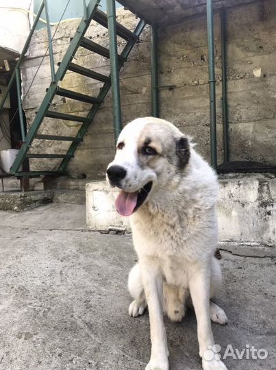 Алабай вязка