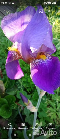 Ирисы бородатые